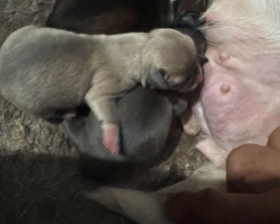 3 Female Chihuahua Puppies for Sale