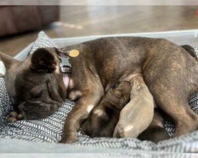 1 Week Old * Size at Maturity: Small * Availability Date: 12/23/2025 * Shipping Area: Pick Up Only * Payment Method: Cash *. Just in time for Christmas! 3 (2 black masked fawn males, 1 blue female) Healthy French bulldog puppies available to be reserved by their new forever family! Born 11/4/2025- I own both mom and dad (dad is black masked fawn). Healthy genetics, vet checked, and will be dewo...