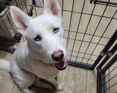 Sasha - Siberian Husky Female Dog for Adoption