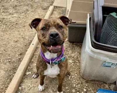 Penny - American Staffordshire Terrier Female Dog for Adoption