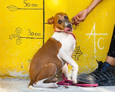 Bijou - Whippet/Hound (Unknown Type) Mix Male Dog for Adoption