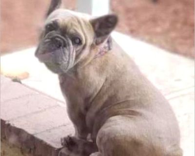 GABY - Female Puppy French Bulldog for Adoption
