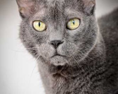 Well, hello there, darlin my name s Miss Harley! I m a refined Southern lady with silver fur as soft as magnolia petals and eyes that have seen a whole lotta love. I spent many good years in my home, rockin on the porch of life, before fate brought me back to the shelter. At first, I was none too pleased about the change a lady gets set in her ways, you know but once I realized I was among kind...