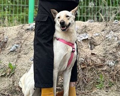 Hyonie (HDS) - German Shepherd Dog/Jindo Mix Female Dog for Adoption