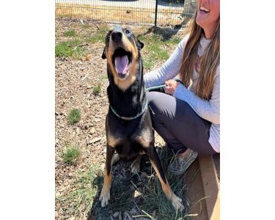 DUKE - Doberman Pinscher Male Dog for Adoption