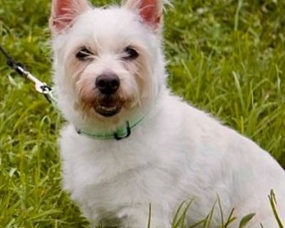 Lulu (Bonded with Bonnie) - Westie, West Highland White Terrier Female Dog for Adoption