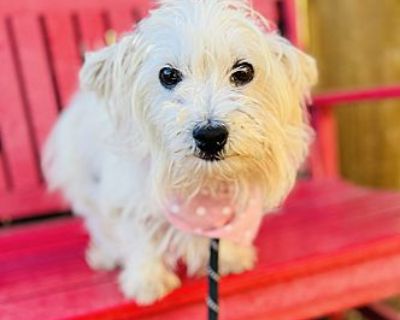 Leia - Westie, West Highland White Terrier/Dachshund Mix Female Dog for Adoption