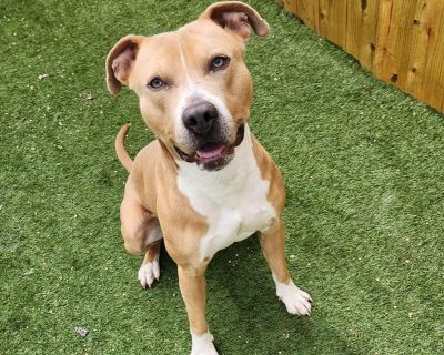 Chief is a big-hearted goofball with a love for adventure (and stuffed toys)! Chief's story started on the side of the road with nothing but a giant bag of dog food-and a whole lot of hope. Lucky for him, a kind rescuer spotted him and pulled over. Chief, thrilled to see a friendly face, hopped right into the car and never looked back! Now safe and thriving, Chief is a strong, happy boy who's f...