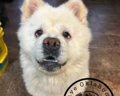 Chuck the Chow ? is the sweet 46lb, 2 year old Chow girl who was caught in Oklahoma City at a construction site. She s now available for adoption. We know she s been through a lot but she s already so resilient. She is so loving and patient with her people and dog friends. Chuck is also very social and enjoys going new places. Chuck would do best in a home with another dog (big or small) to sho...