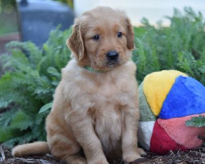 4 Male and 2 Female Golden Retriever Puppies for Sale