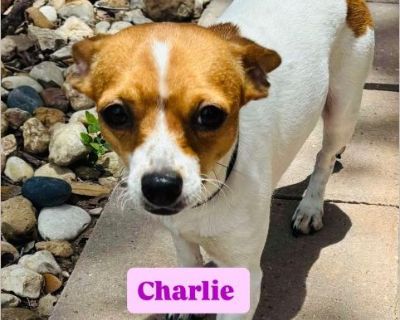 Charlie - Female Puppy Chihuahua mix for Adoption