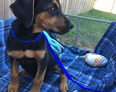 Kent - Mixed Breed (Medium) Male Puppy for Adoption