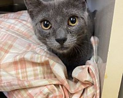 Kilobyte - Domestic Shorthair Female Kitten for Adoption