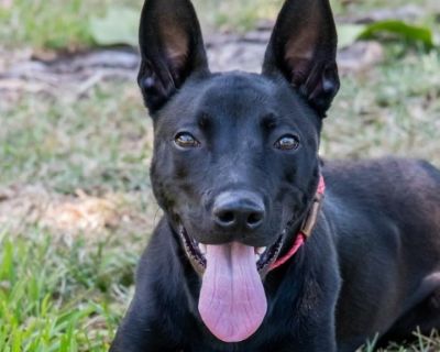 Puppy Piper - Labrador Retriever & Shepherd Mix Female Dog for Adoption