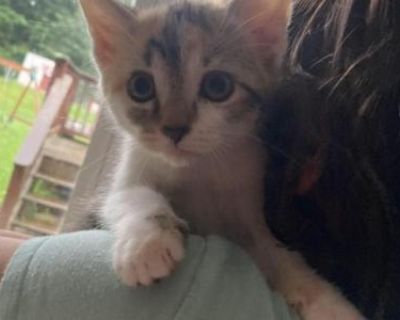 Jada - Domestic Female Kitten For Sale