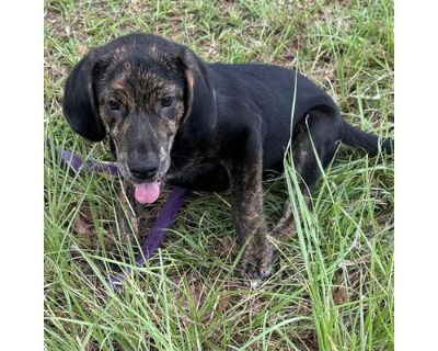 Zeus - Hound (Unknown Type) Male Puppy for Adoption