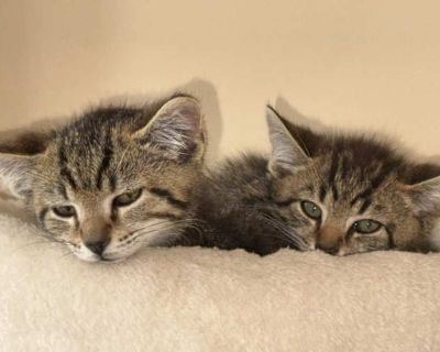 I found two male kittens. They have gotten dewormed and have their shots. They both tested negative for feline leukemia. They are playful and sweet. They are bonded so I would love for them to go to a home together. I put unknown because they have never been around children but they are very friendly with people. They run up to me every time I open the door. Gizmo was treated for an eye infecti...