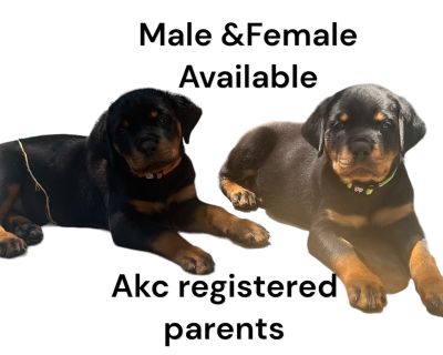 2 Female Rottweiler Puppies for Sale