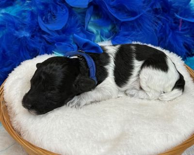 Im Cici s adorable Black and White Mini Poodle, Blue Boy. Both my parents have great temperaments and have been genetically health tested. My Mom is a 9lb Poodle and my dad is a 6lb Poodle. I have removed my dewclaws, had my tail docked, received early neurostimulation and litter box training, and will have all my deworming and first puppy vaccines and a thorough nose-to-tail vet examination be...