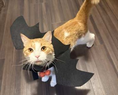 Jack is a very friendly, sweet boy. He is about 3 years old but is still very kitten like. I have recently developed an allergic reaction to cats, which I didn t think was a thing at my age. Jack loves to play. He loves the laser pointer, toy mice and feathers on a string etc. He had shown interest in hunting. He loves temptations kitten treats and responds to the Kringle of a wrapper. He is le...