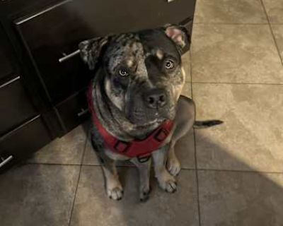 Jag - American Pit Bull Terrier Male Dog for Adoption