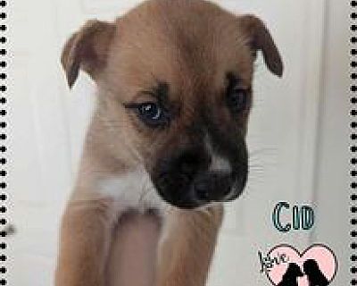 Cid - Husky/German Shepherd Dog Mix Male Puppy for Adoption