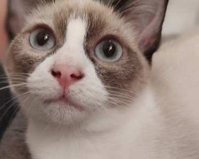 DOB- 8-16-2024 Meet Vivian (Vivi), a sweet female Siamese mix with snowshoe markings and striking blue eyes. T Happy to be lost in her own world, she can be easily startled but loves to hang out in the room wherever her human is. She ll run away from you but will come right back when you call. She doesn t like being picked up but will gladly snuggle up in your arms for a movie, enjoy some belly...