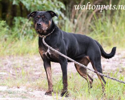 She Shed Shannon #16371 - Rottweiler Mix Female Dog for Adoption