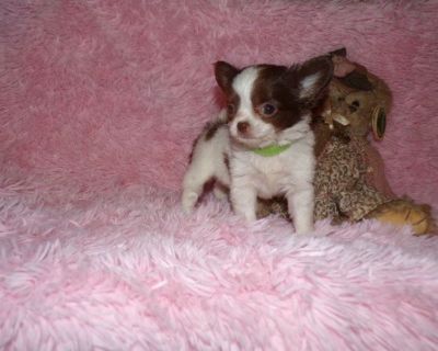 Tiny Long Coat Chihuahua Puppies