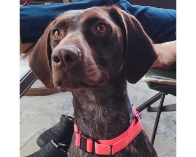 Pepper - German Shorthaired Pointer Female Dog for Adoption