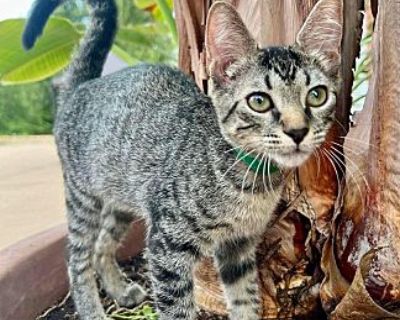 Cindy Clawford - American Shorthair Female Cat for Adoption