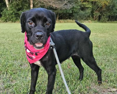 Grace - Mixed Breed Female Dog for Adoption