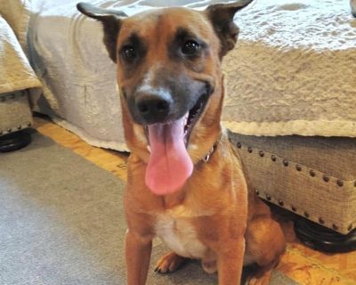 Scooby - Belgian Shepherd / Malinois Male Dog for Adoption