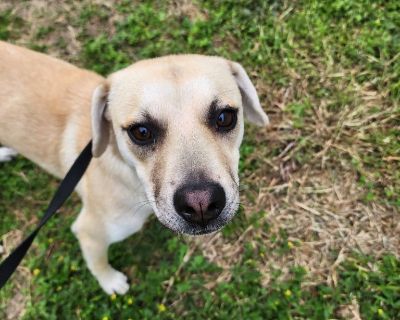 Bunni - Labrador Retriever & Terrier Mix Female Dog for Adoption