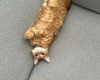 Pecan - Tabby Female Cat for Adoption
