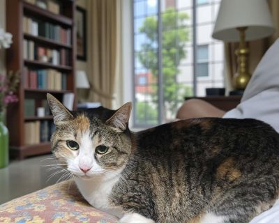 Precious - Calico & Domestic Short Hair Mix Female Cat for Adoption