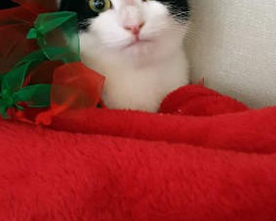 Holly - Domestic Shorthair Female Cat for Adoption