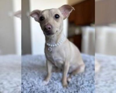 Ainsley - Female Chihuahua Young for Adoption