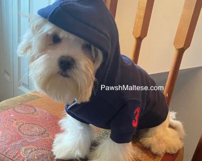 Maltese Male $2000
