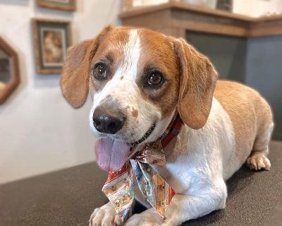Oscar - Dachshund & Spaniel Mix Male Dog for Adoption