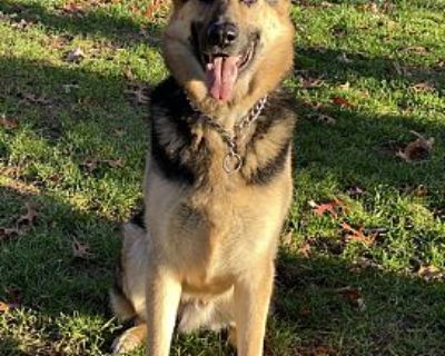 Dakota - German Shepherd Dog Male Dog for Adoption