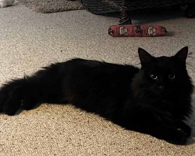 Child. Black (all). Hair: long. Microchipped. Vaccinated. Maxwell is a brave little rescue who was found in Northville s Hines Park, skin and bones and struggling to survive. With the help of our vet, he s come a long way now healthy, neutered, vaccinated, and FELV/FIV tested. We believe he was dumped, as he had a tattered collar but no tag or microchip. Because of his past, Maxwell has a bit o...