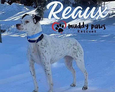 Reaux - Courtesy Post - Pointer Female Dog for Adoption