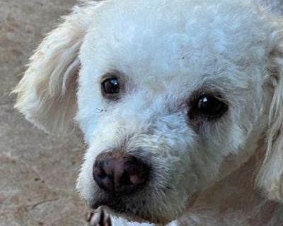 Baylee - Poodle (Standard) Male Dog for Adoption