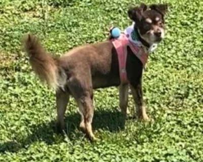 Bree (FL)-PLAYFUL - Pomeranian/Chihuahua Mix Female Dog for Adoption