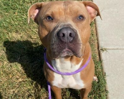 Loki - Boxer Mix Male Dog for Adoption