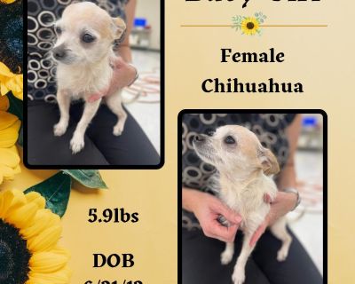 Baby Girl - Chihuahua Female Dog for Adoption