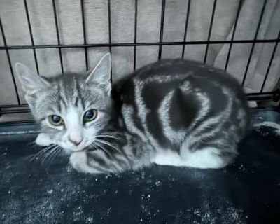 Vinny - Tabby Male Cat for Adoption