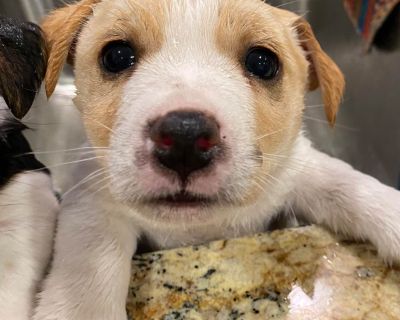 1 Male and 1 Female Russell Terrier Puppies for Sale