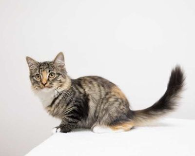 January, August, and October are sweet, playful kittens who are looking for their forever homes. January, August, and October came to Cameron Animal Rescue when their mom was given up; she gave birth two days afterwards. These beautiful kittens are 12 weeks old, and are just as silly and playful as you would expect. They can be slightly shy when first meeting new people, but with a little patie...